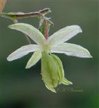   Male Flower